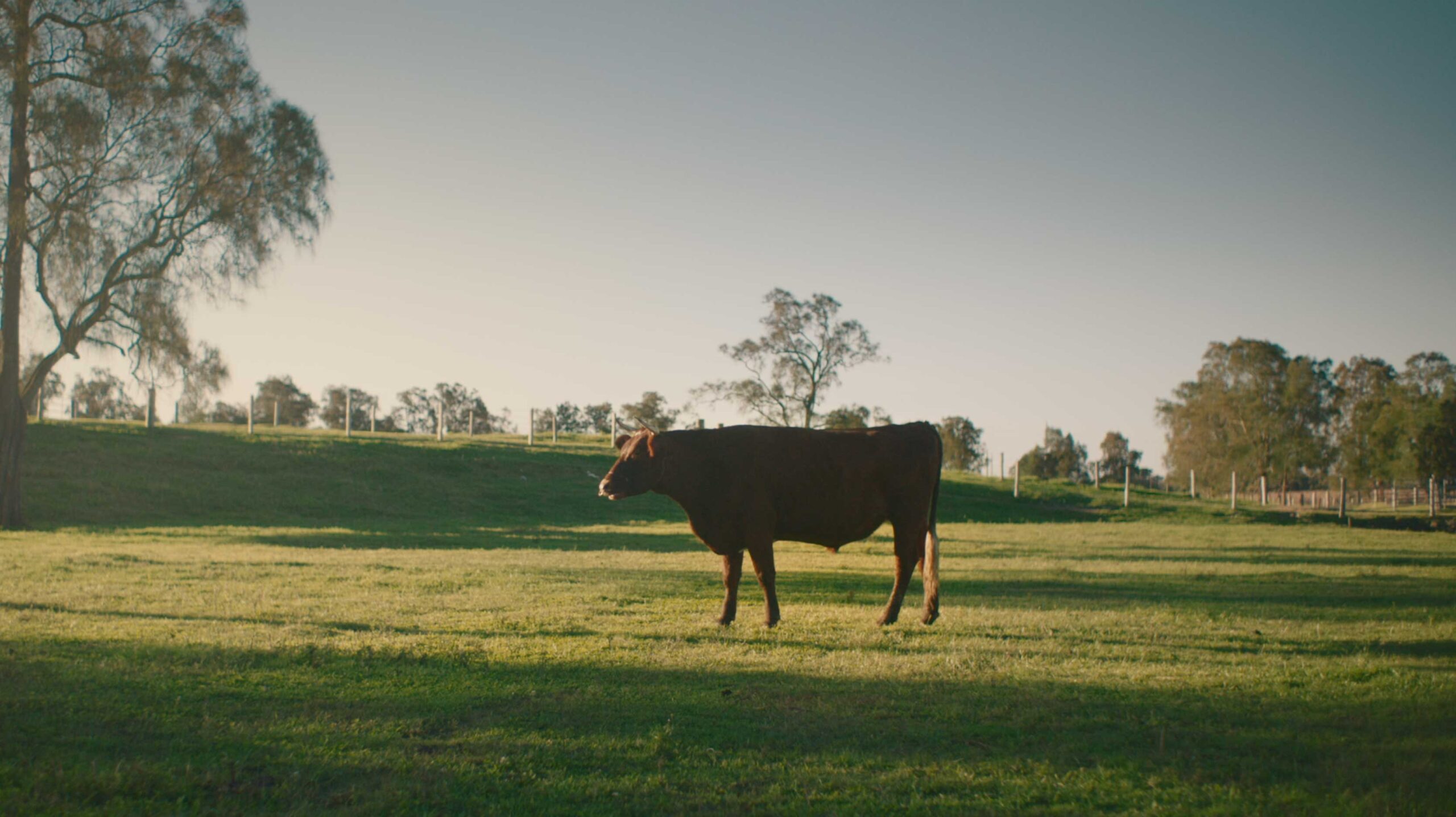 Cabital – Bull