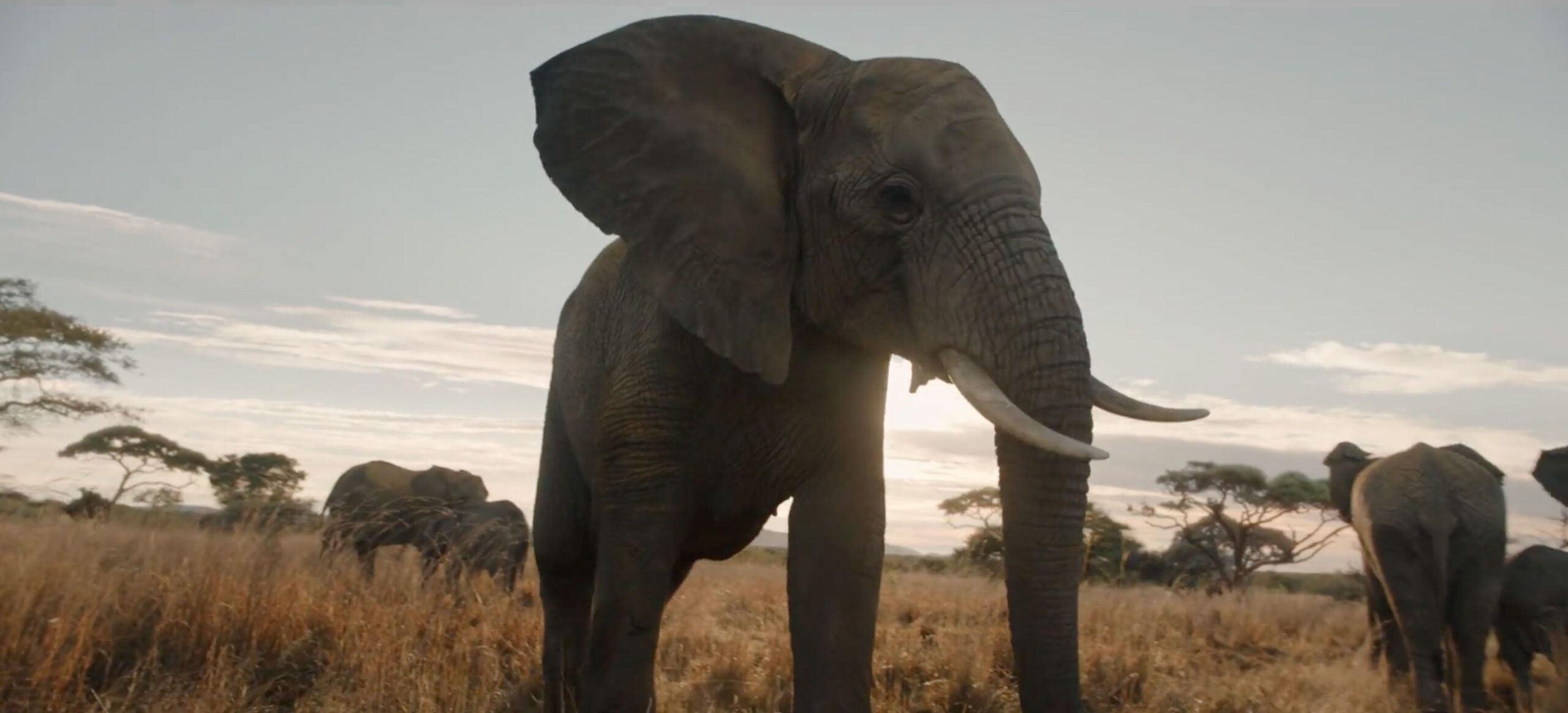 Standard Chartered Bank – Here for good – Wildlife